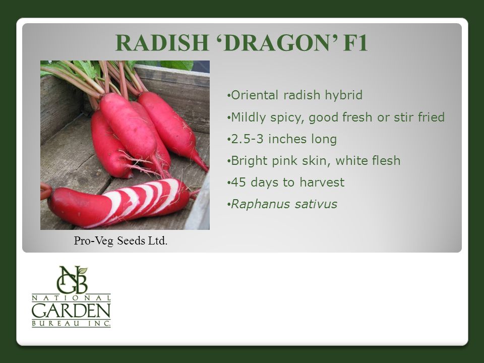 Radish ‘Dragon’ F1 Oriental radish hybrid