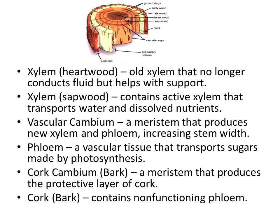 Xylem (heartwood) – old xylem that no longer conducts fluid but helps with support.