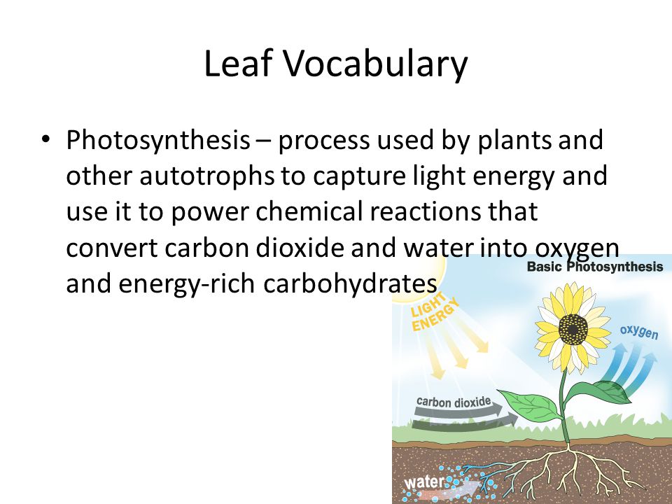 Leaf Vocabulary