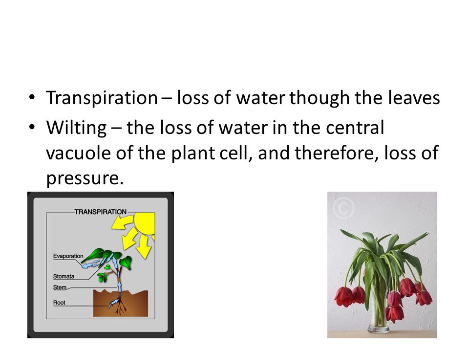 Transpiration – loss of water though the leaves