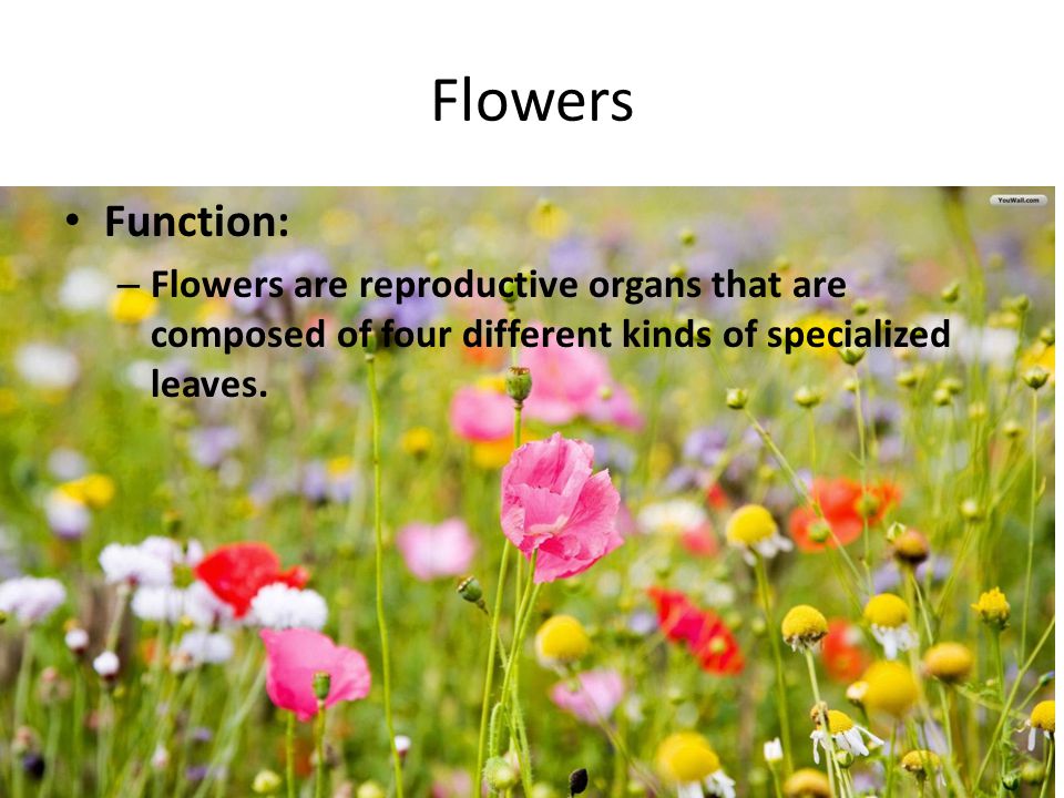Flowers Function: Flowers are reproductive organs that are composed of four different kinds of specialized leaves.