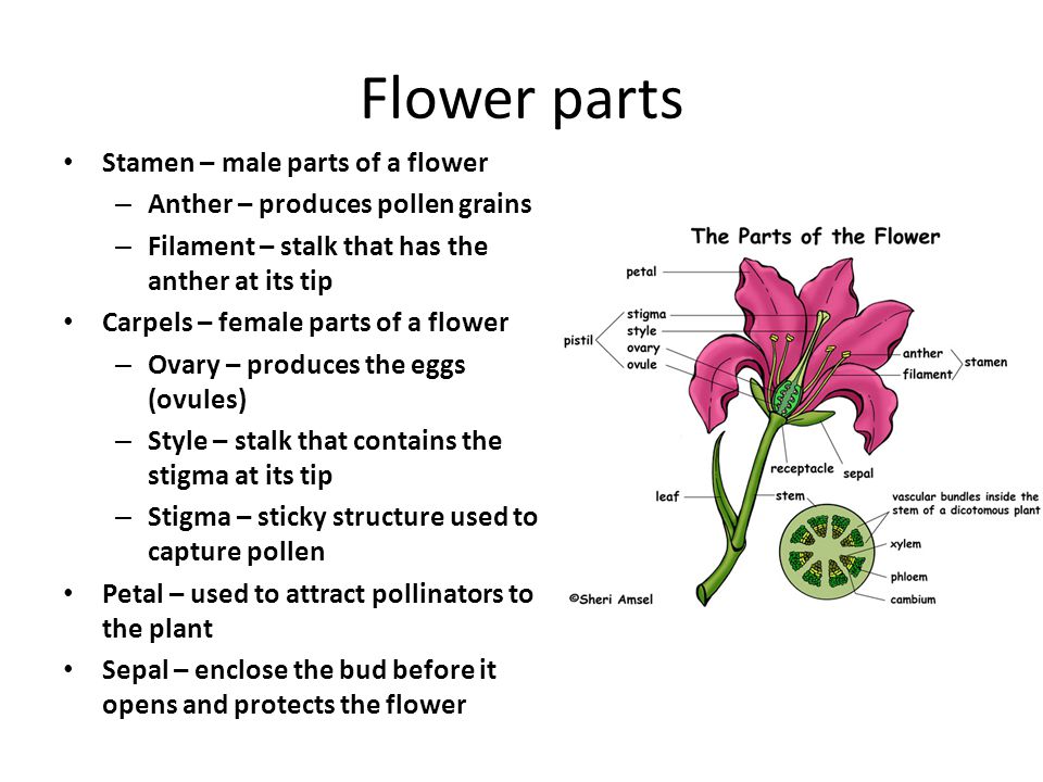 Flower parts Stamen – male parts of a flower