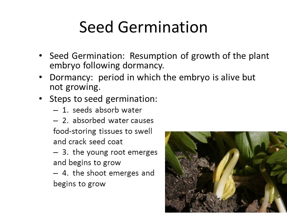 Seed Germination Seed Germination: Resumption of growth of the plant embryo following dormancy.