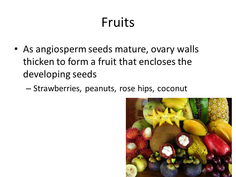 Fruits As angiosperm seeds mature, ovary walls thicken to form a fruit that encloses the developing seeds.