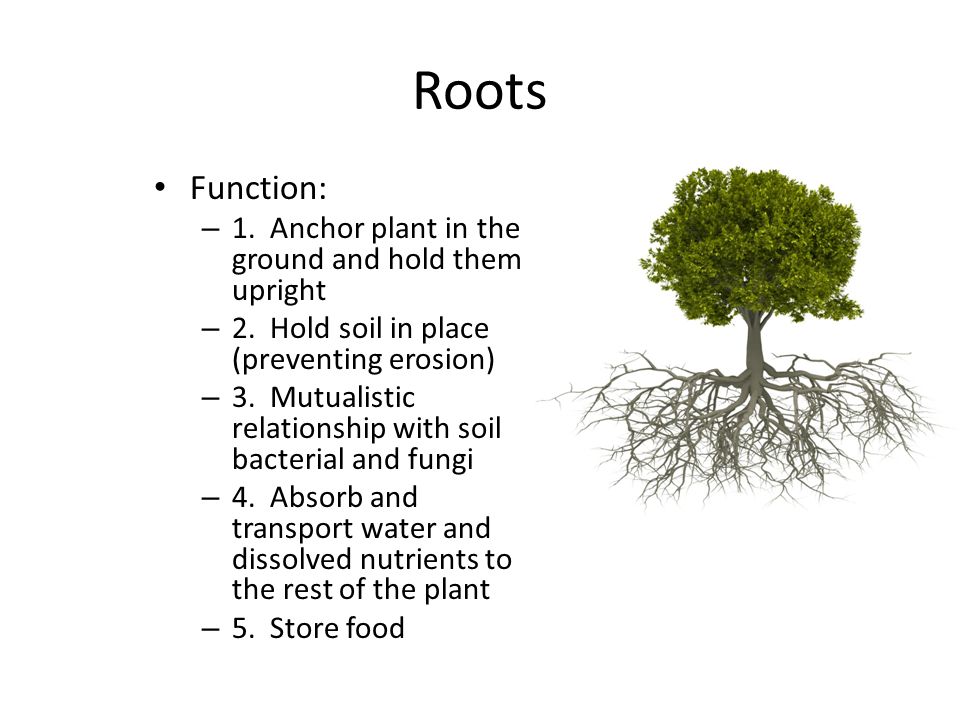 Roots Function: 1. Anchor plant in the ground and hold them upright