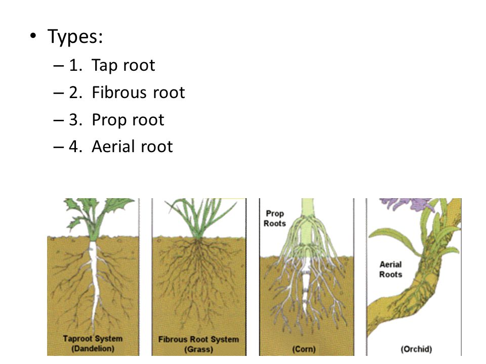 Types: 1. Tap root 2. Fibrous root 3. Prop root 4. Aerial root