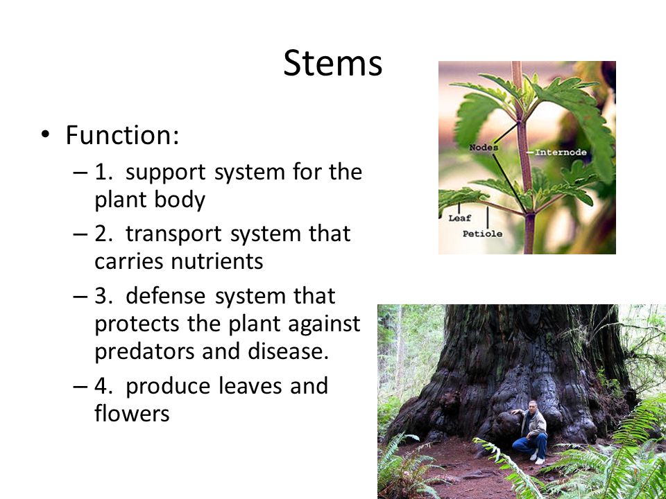 Stems Function: 1. support system for the plant body