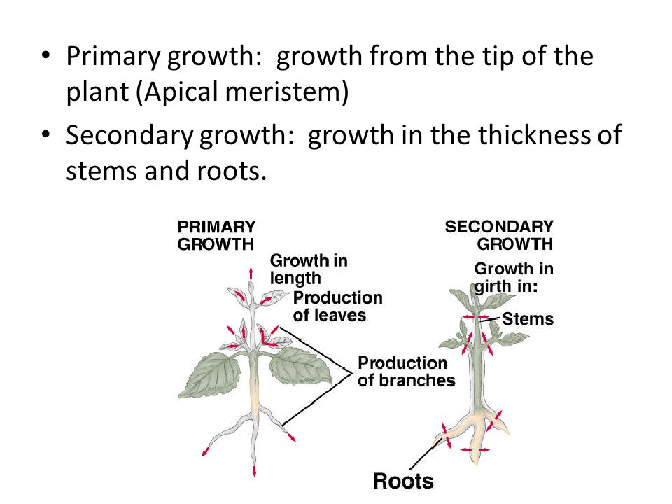 Primary growth: growth from the tip of the plant (Apical meristem)