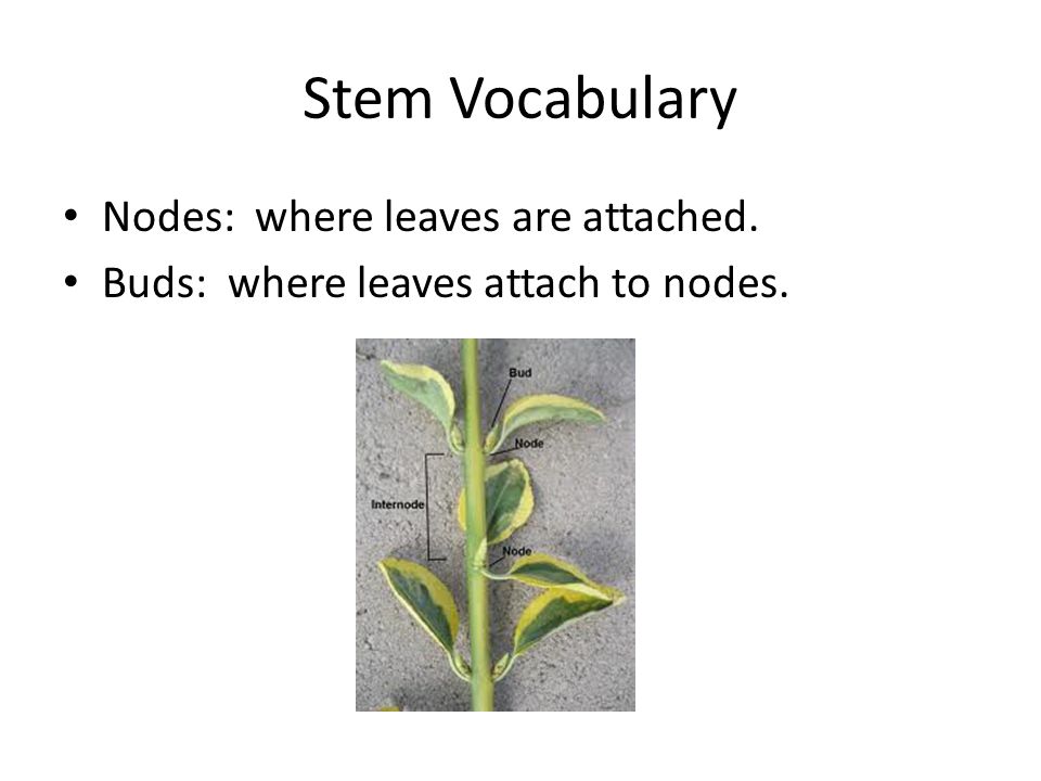 Stem Vocabulary Nodes: where leaves are attached.