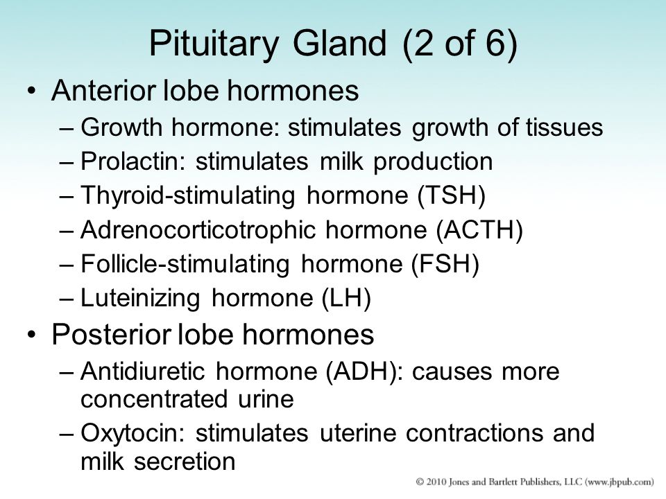 what is the anterior lobe of the pituitary gland