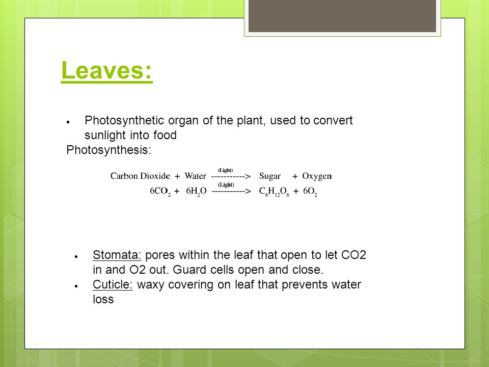 Leaves: Photosynthetic organ of the plant, used to convert sunlight into food. Photosynthesis: