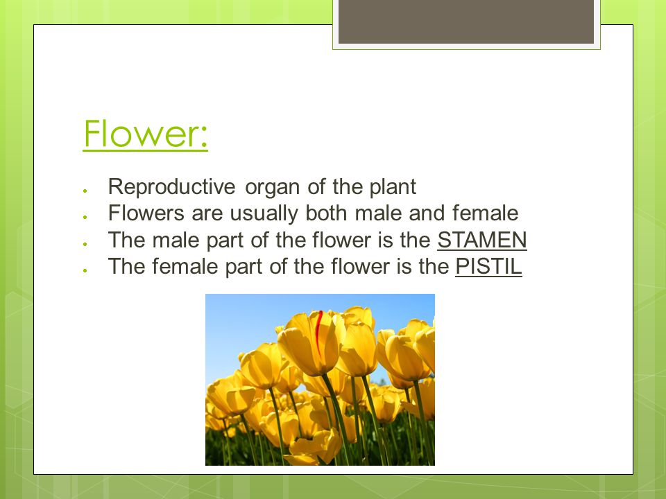 Flower: Reproductive organ of the plant