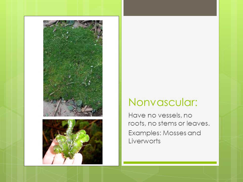 Nonvascular: Have no vessels, no roots, no stems or leaves.