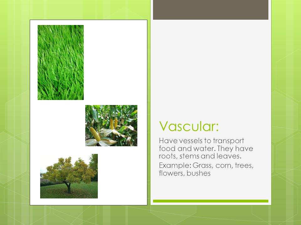 Vascular: Have vessels to transport food and water.