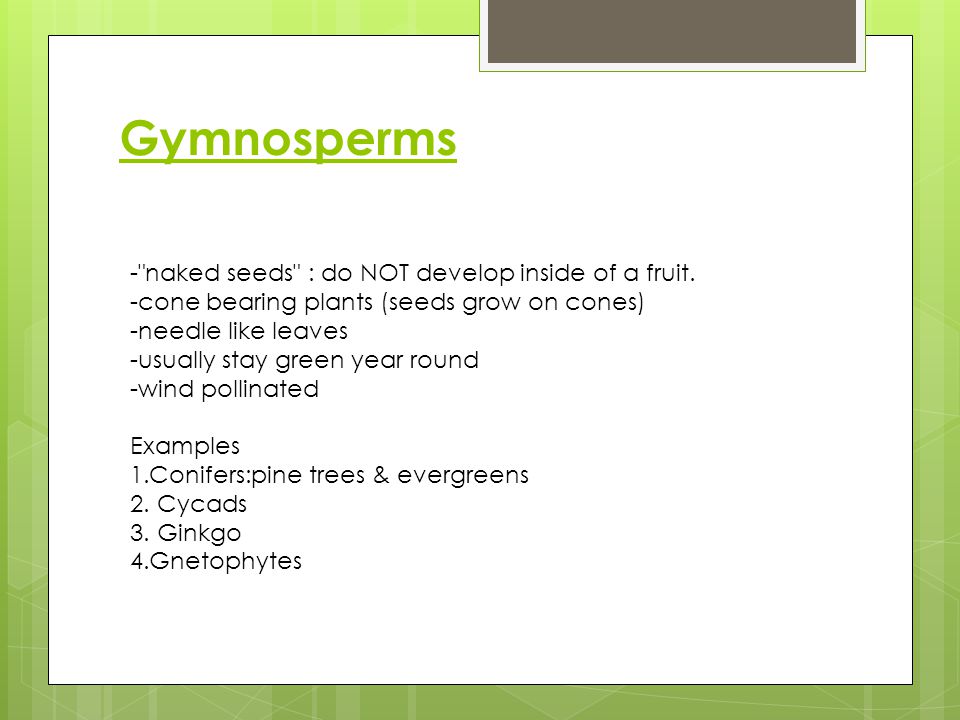 Gymnosperms - naked seeds : do NOT develop inside of a fruit.