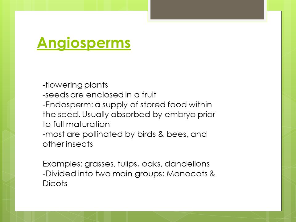 Angiosperms -flowering plants -seeds are enclosed in a fruit