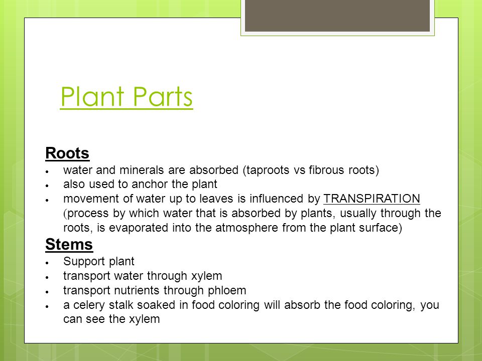 Plant Parts Roots Stems