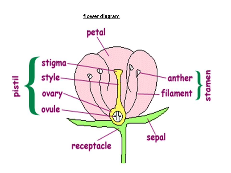 flower diagram