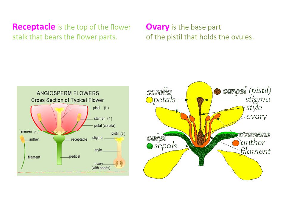 Receptacle is the top of the flower stalk that bears the flower parts.