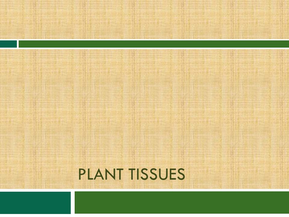 Plant Tissues