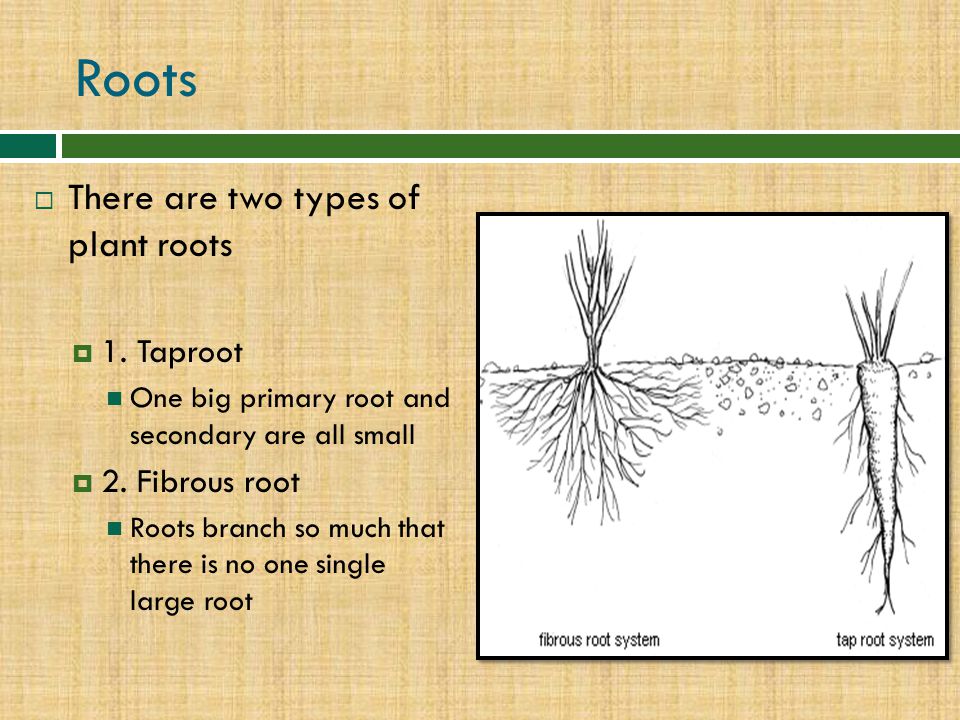 Roots There are two types of plant roots 1. Taproot 2. Fibrous root