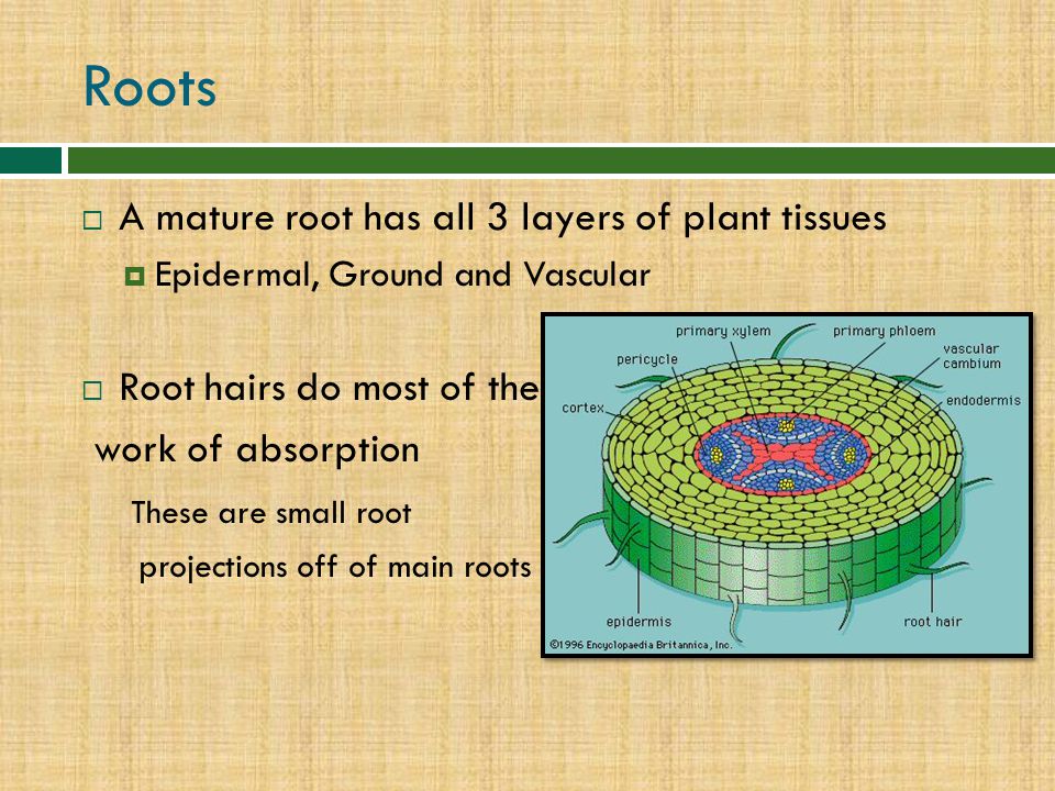 Roots A mature root has all 3 layers of plant tissues