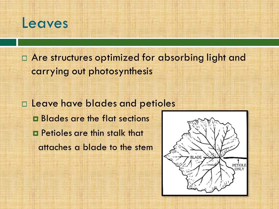 Leaves Are structures optimized for absorbing light and carrying out photosynthesis. Leave have blades and petioles.