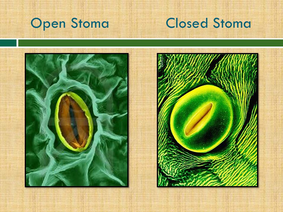 Open Stoma Closed Stoma