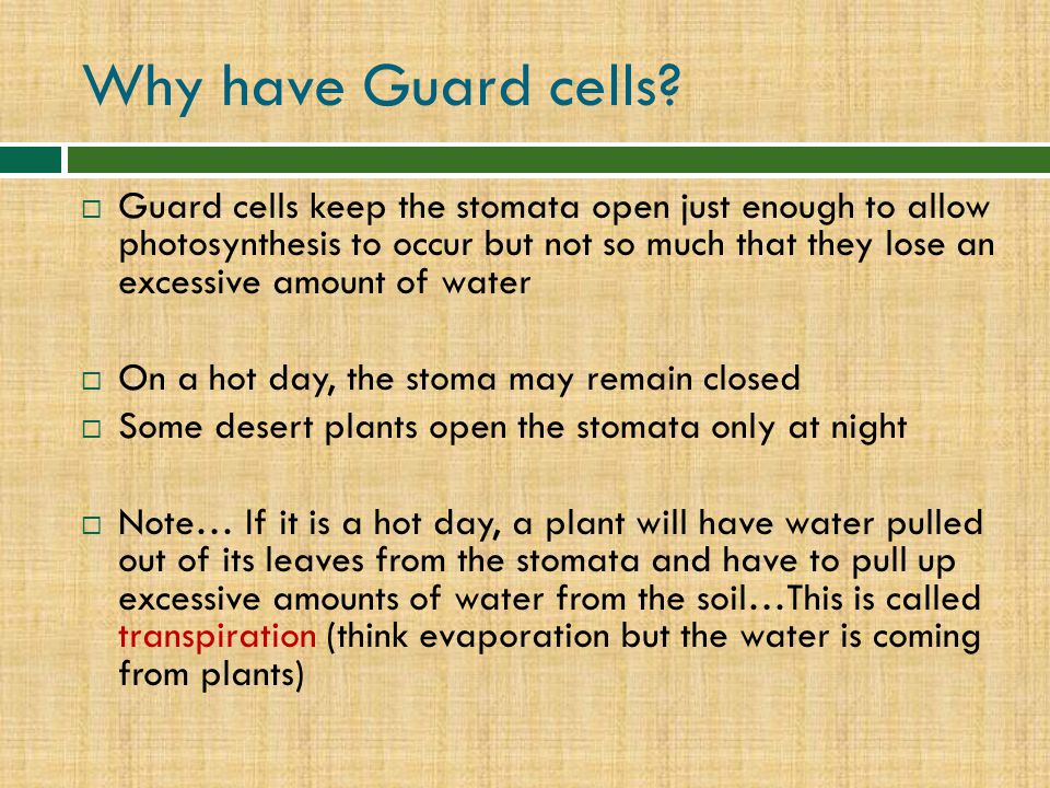 Why have Guard cells