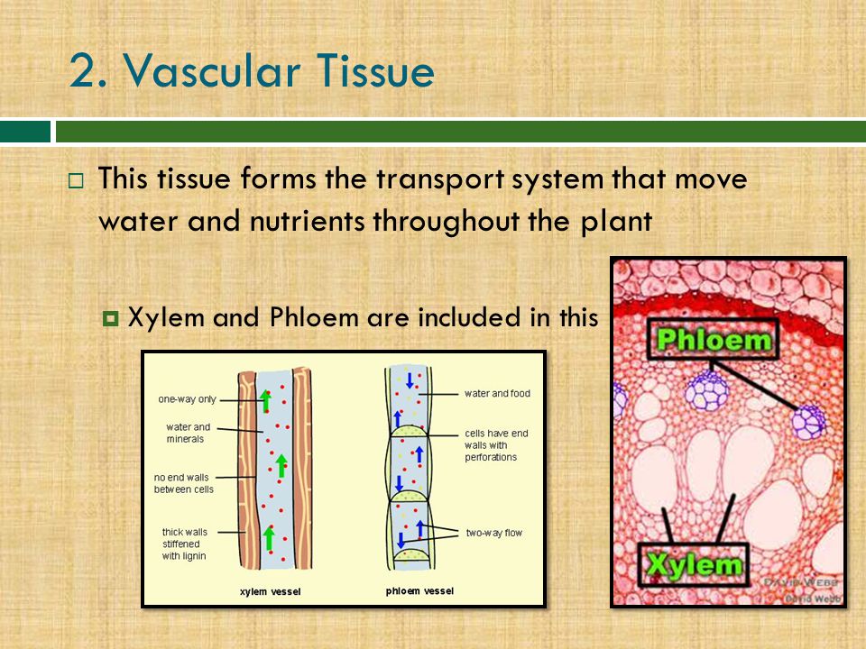 2. Vascular Tissue This tissue forms the transport system that move water and nutrients throughout the plant.