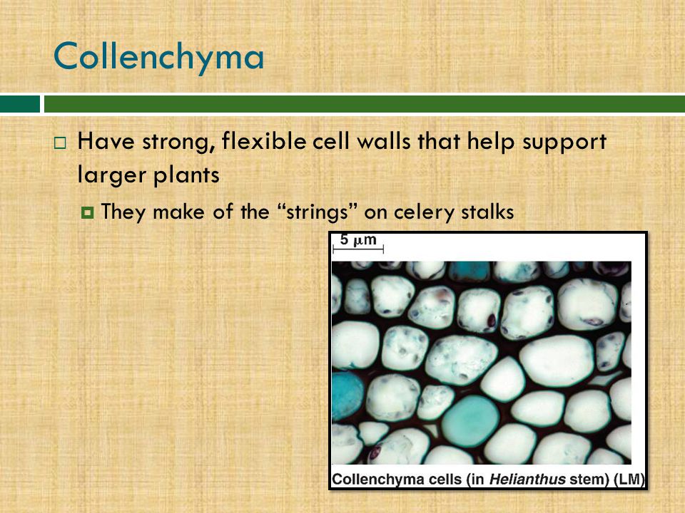 Collenchyma Have strong, flexible cell walls that help support larger plants.
