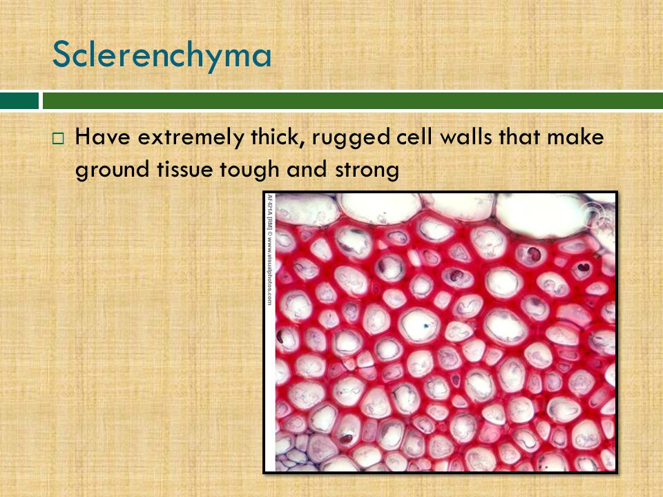 Sclerenchyma Have extremely thick, rugged cell walls that make ground tissue tough and strong