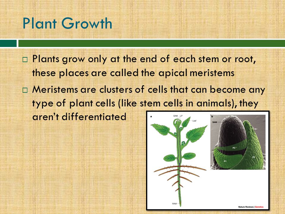 Plant Growth Plants grow only at the end of each stem or root, these places are called the apical meristems.