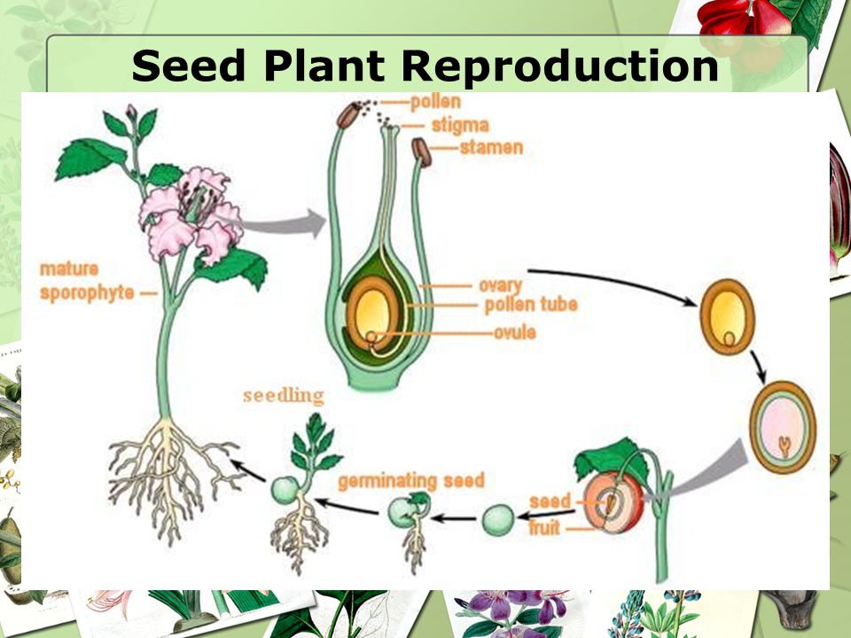 3 2 Notes Plant Reproduction Ppt Download