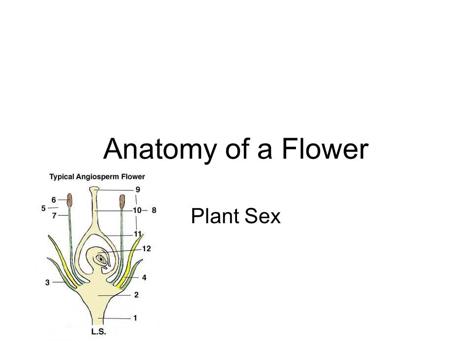 Anatomy of a Flower Plant Sex