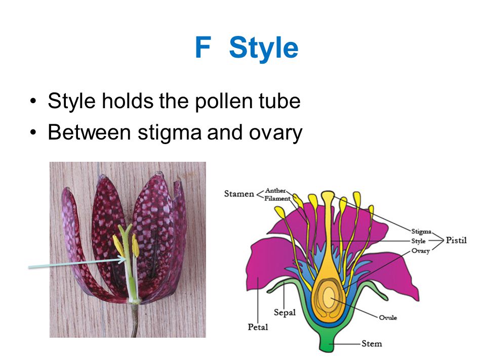 F Style Style holds the pollen tube Between stigma and ovary