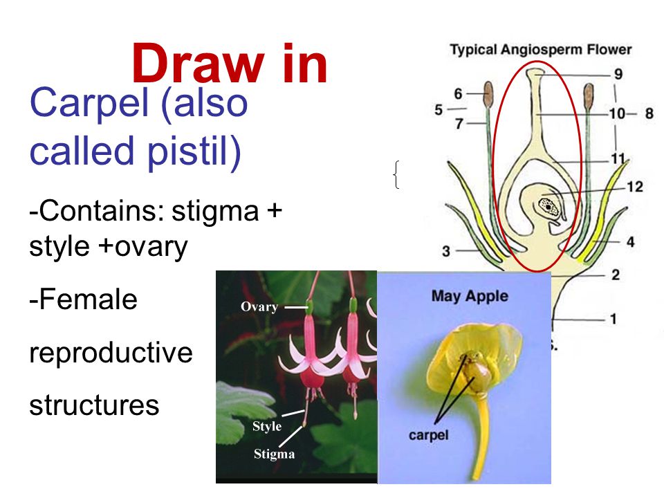 Draw in Carpel (also called pistil) -Contains: stigma + style +ovary