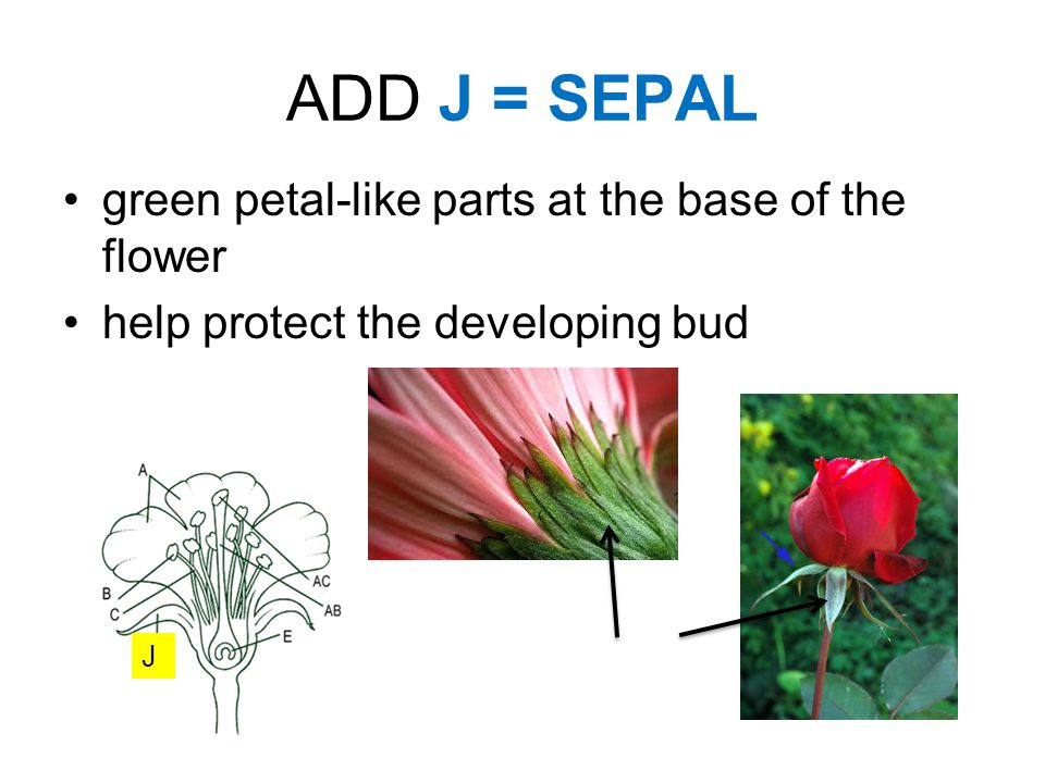 ADD J = SEPAL green petal-like parts at the base of the flower