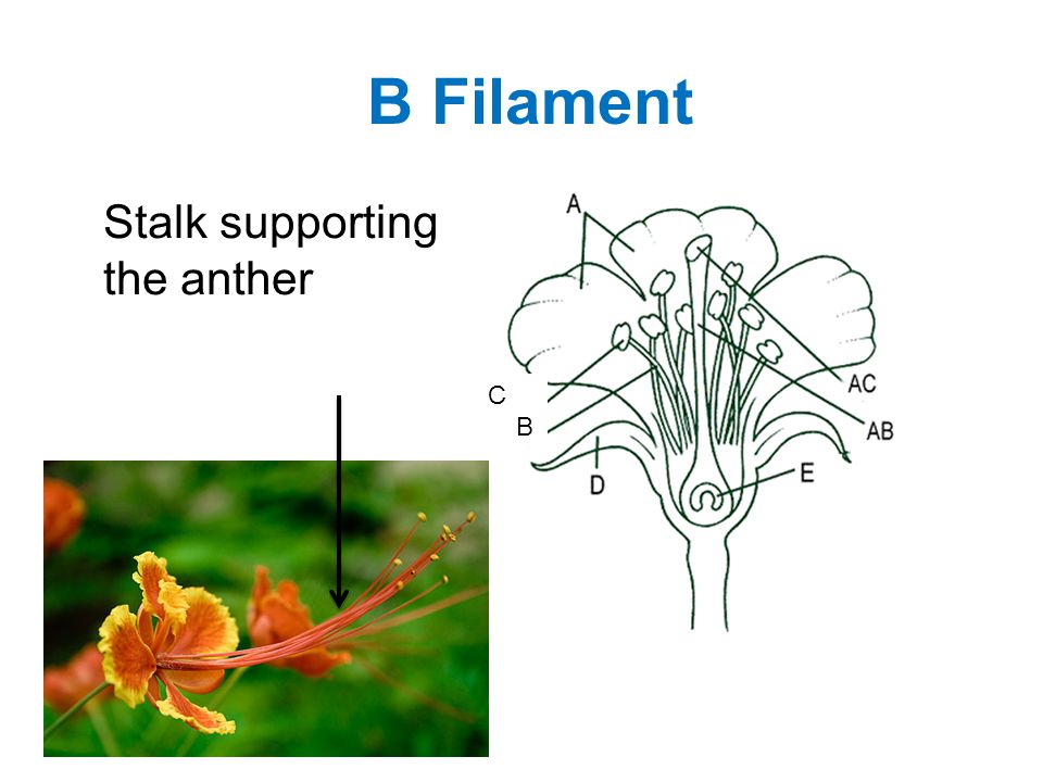 B Filament Stalk supporting the anther C B