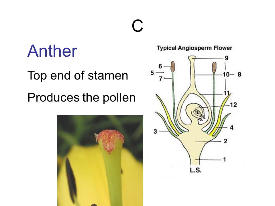 C Anther Top end of stamen Produces the pollen