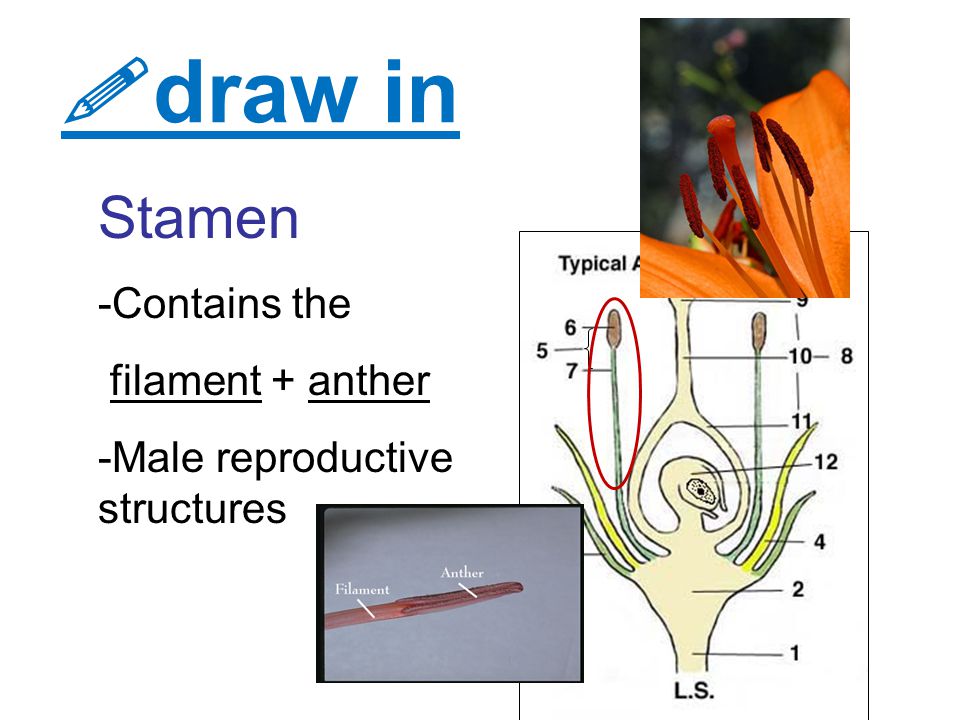 draw in Stamen -Contains the filament + anther