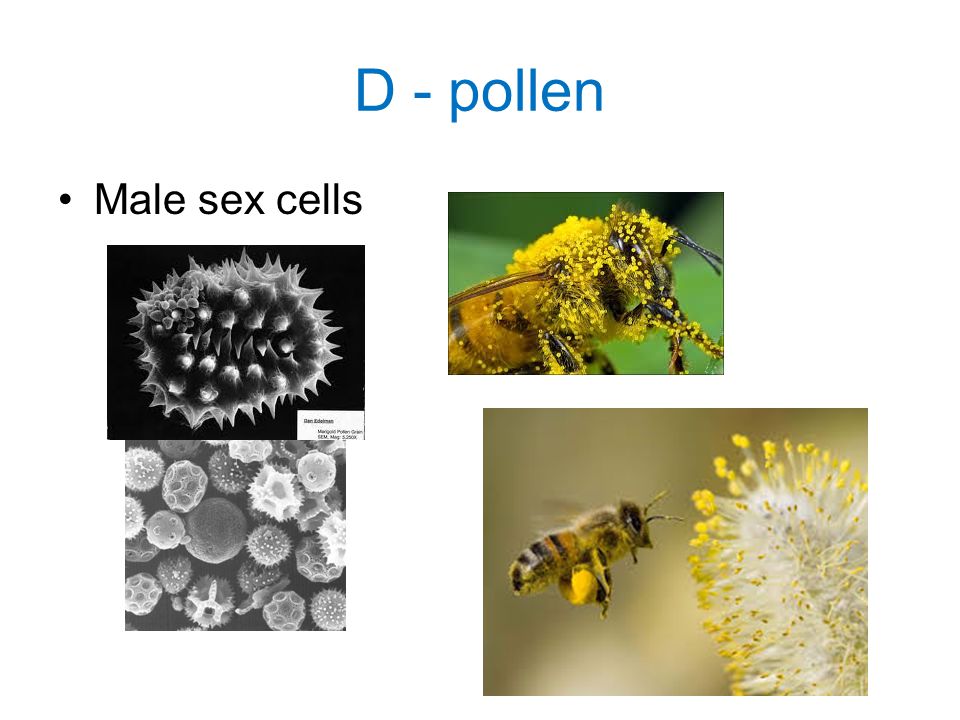 D - pollen Male sex cells