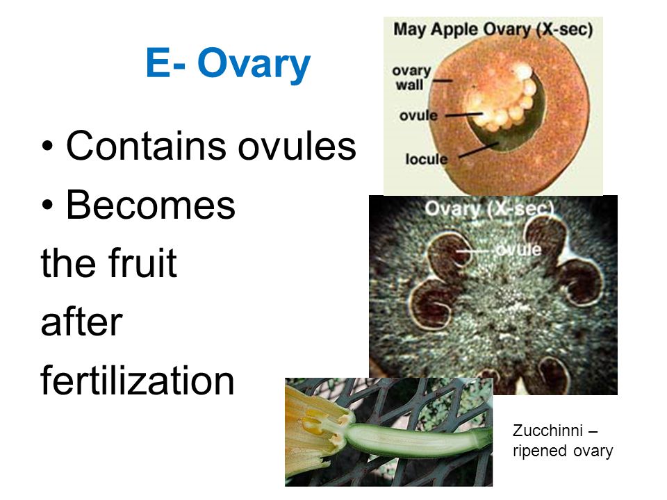 E- Ovary Contains ovules Becomes the fruit after fertilization