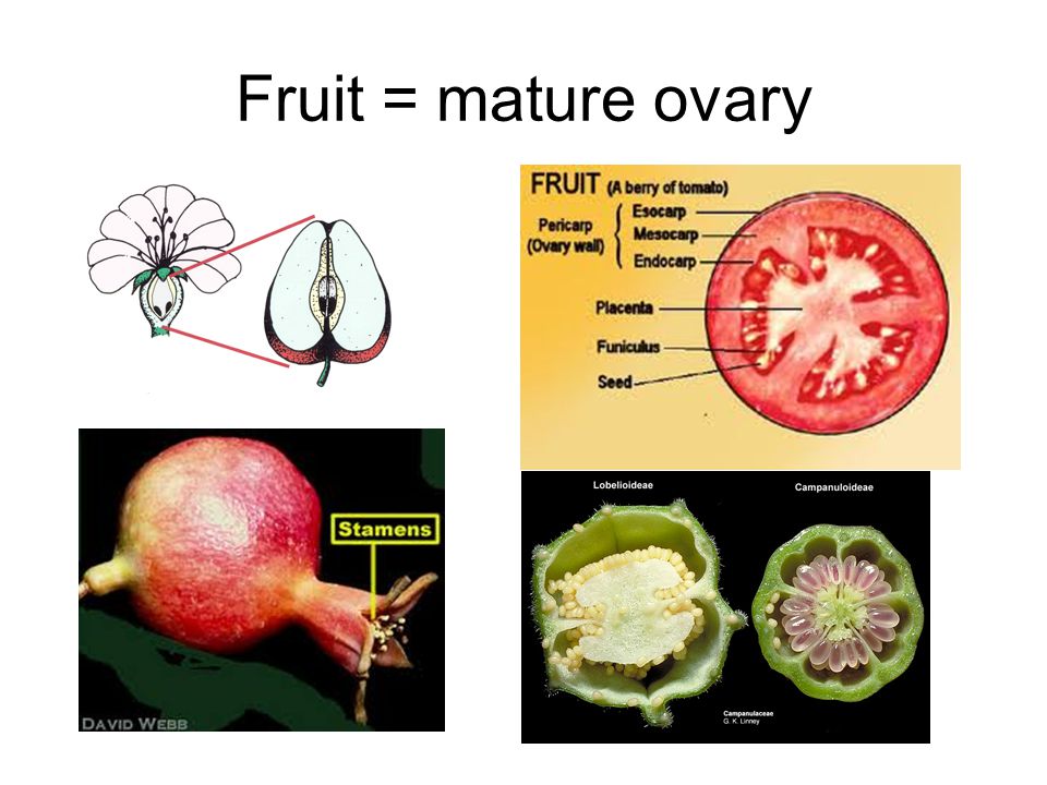 Fruit = mature ovary