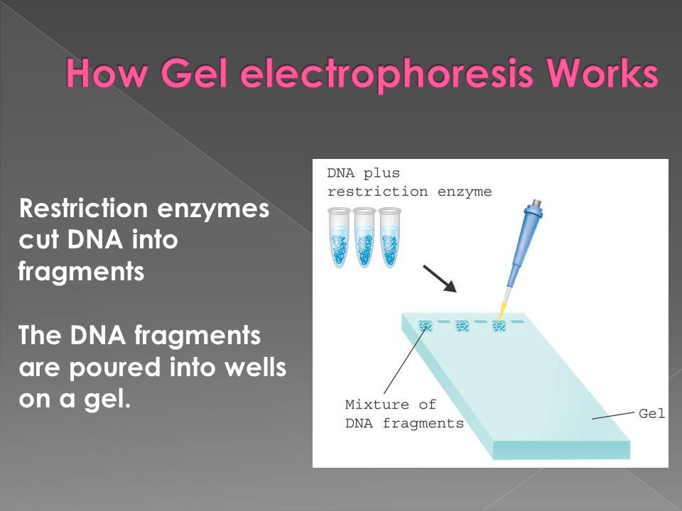 How Gel electrophoresis Works