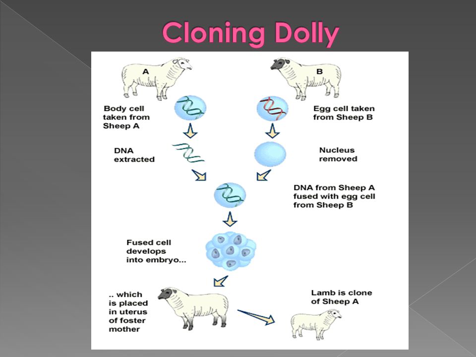 Cloning Dolly