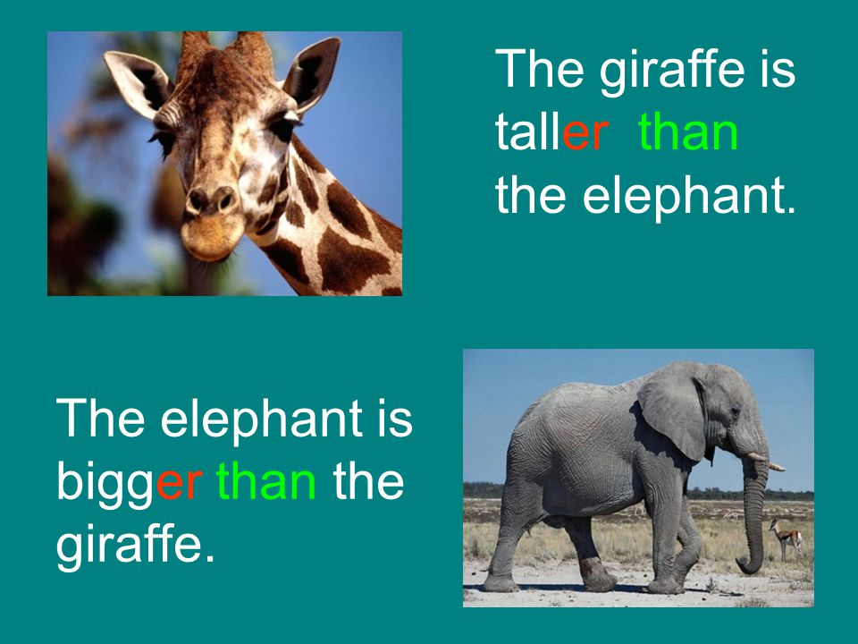 Elephants are big cats. The Giraffe is Tallest than the Elephant. The Elephant is big. Giraffe is Tall. The Elephant степень сравнений.