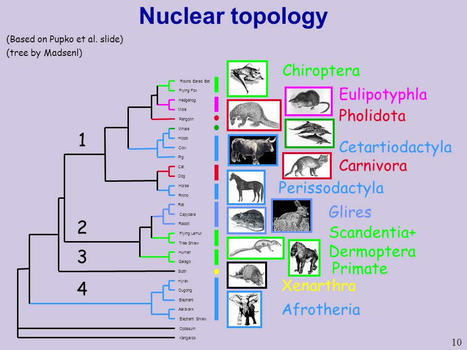 Nuclear topology Chiroptera Eulipotyphla Pholidota