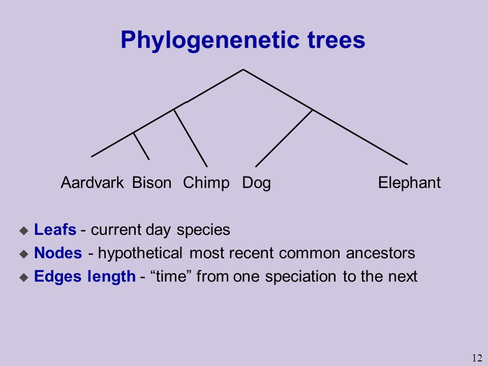 Phylogenenetic trees Aardvark Bison Chimp Dog Elephant