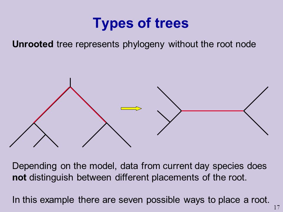 Types of trees Unrooted tree represents phylogeny without the root node.